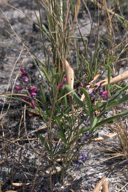 Plants with pink and purple bloom