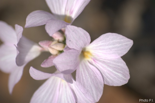 Plants with pink and purple bloom