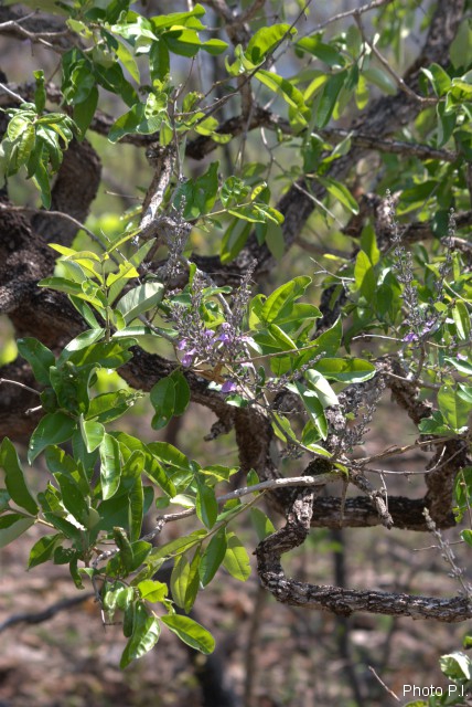 Plants with pink and purple bloom