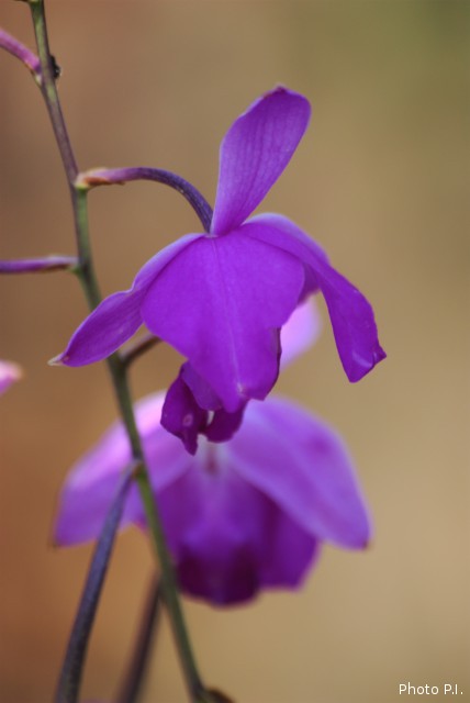 Orchids plants