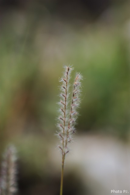 ALTFLGRASSY