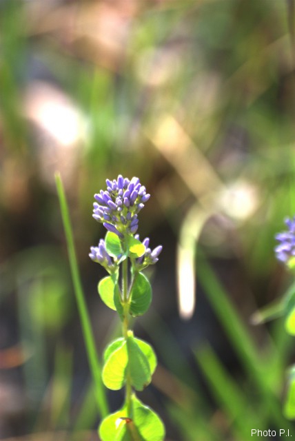 Plantas e arbustos com inflorescência de cor azul
