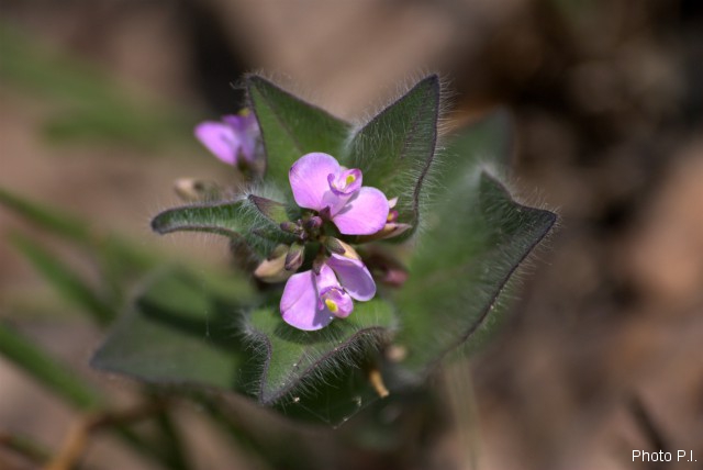 Plants with pink and purple bloom
