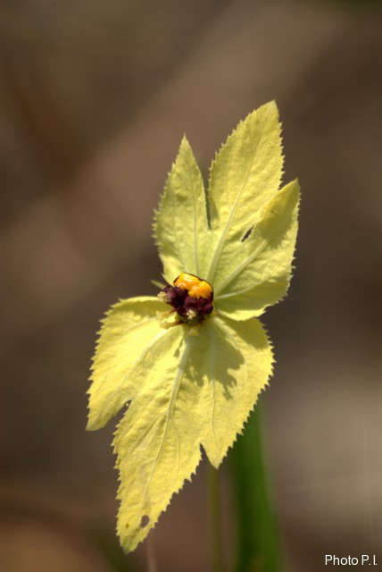 Plants with yellow and golden bloom