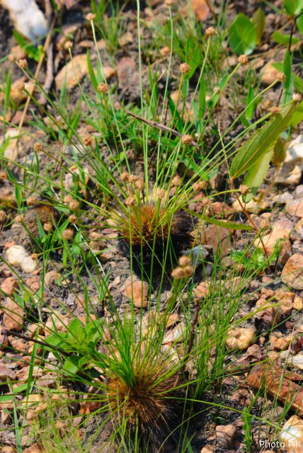 Special plants