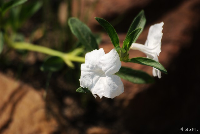 Plants with white bloom