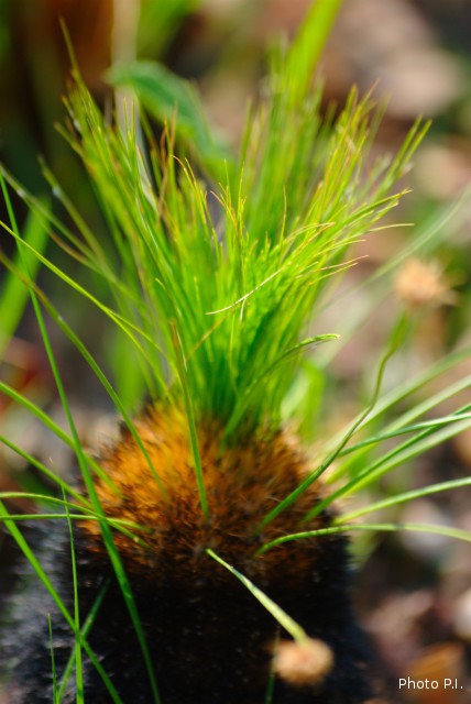 Special plants