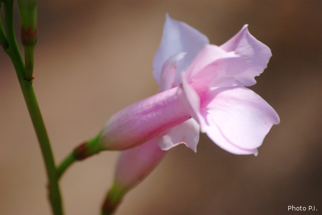 Plants with pink and purple bloom