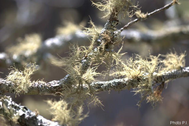 Lichens, mushrooms, mossos or others
