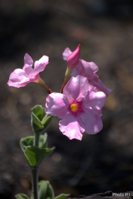 Plants with pink and purple bloom
