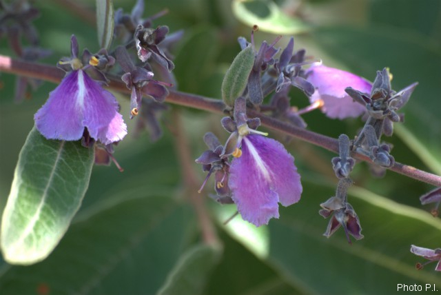 Plants with pink and purple bloom