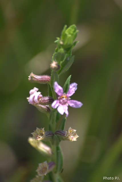 Plants with pink and purple bloom