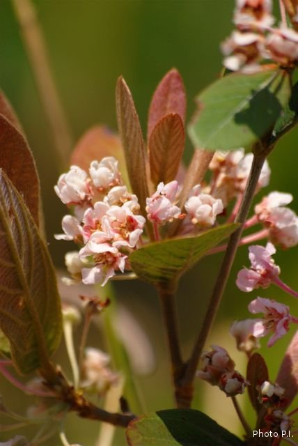 Plants with pink and purple bloom