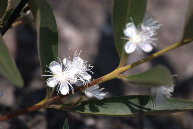 Plants with white bloom