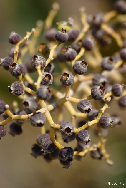 Frutas e sementes