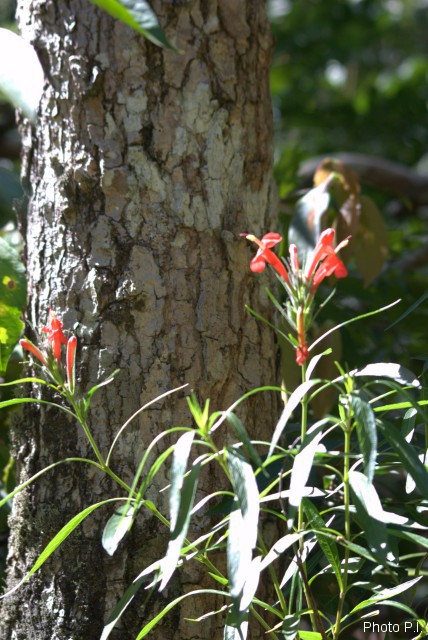 Plants with red bloom