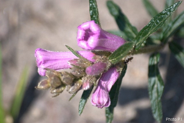 Plants with pink and purple bloom