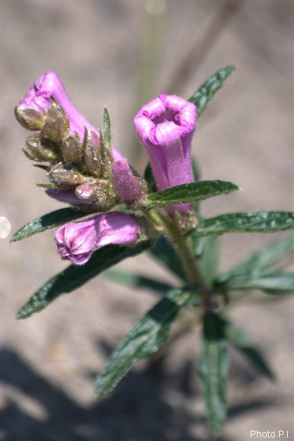 Plants with pink and purple bloom