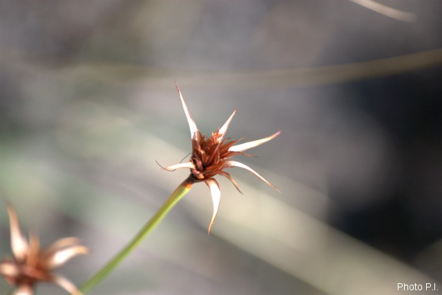 ALTFLGRASSY
