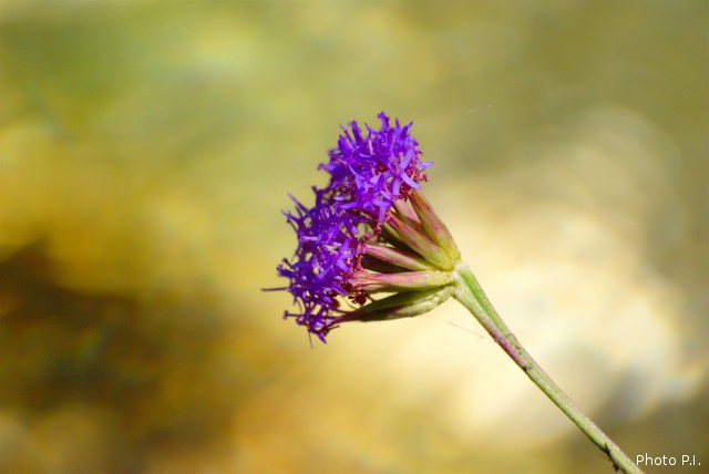 Plants with pink and purple bloom