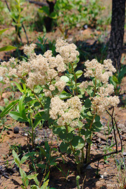 Plants with white bloom