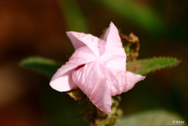 Plantas e arbustos com inflorescência de cor rosa ou roxa