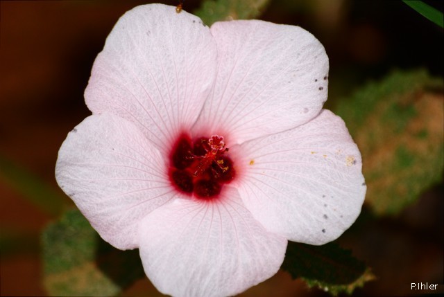 Plantas e arbustos com inflorescência de cor rosa ou roxa