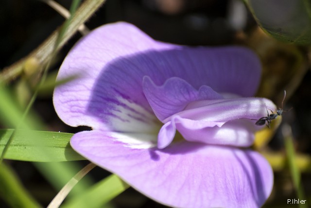 Plantas e arbustos com inflorescência de cor rosa ou roxa