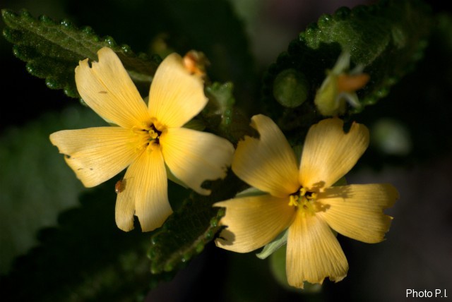 Plants with yellow and golden bloom