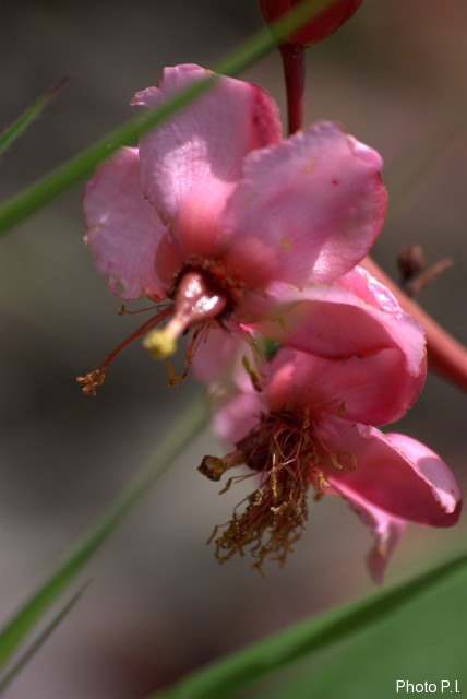 Plants with pink and purple bloom
