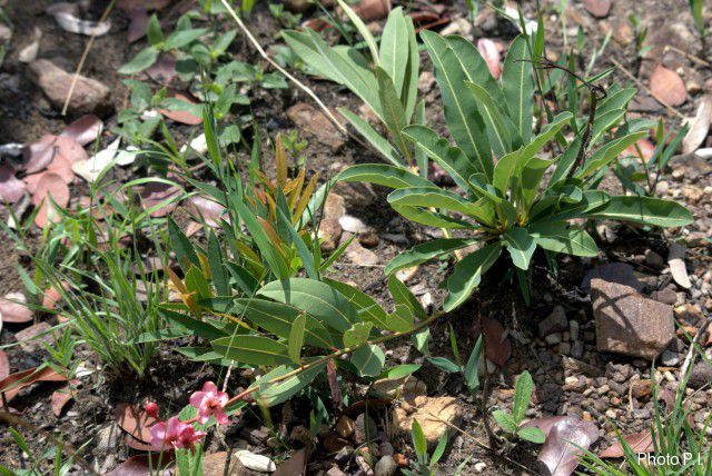 Plants with pink and purple bloom