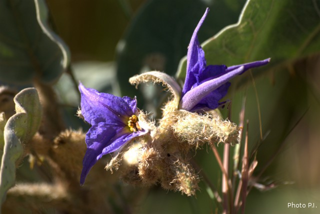 Plantas e arbustos com inflorescência de cor azul
