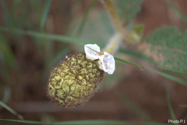 Plants with white bloom