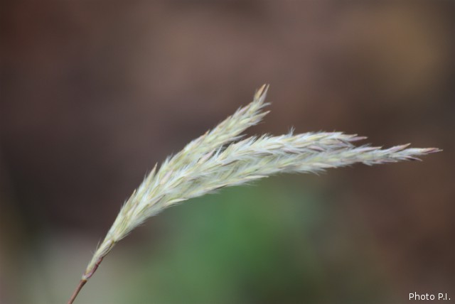 ALTFLGRASSY