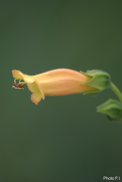 Plants with yellow and golden bloom