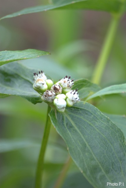 Plants with white bloom