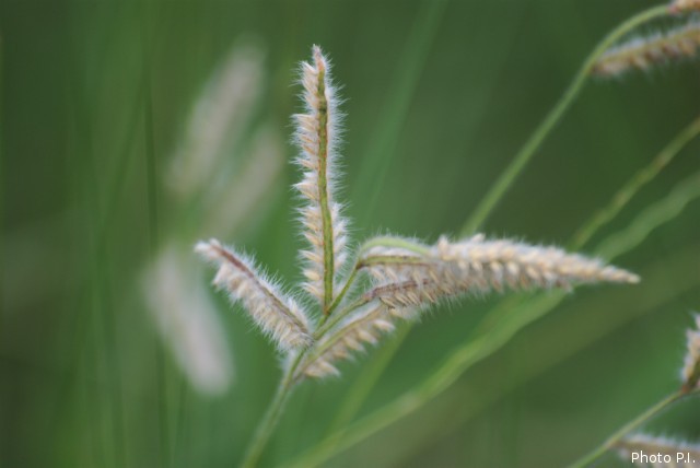 ALTFLGRASSY