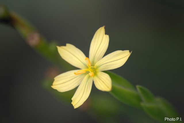 Plants with yellow and golden bloom