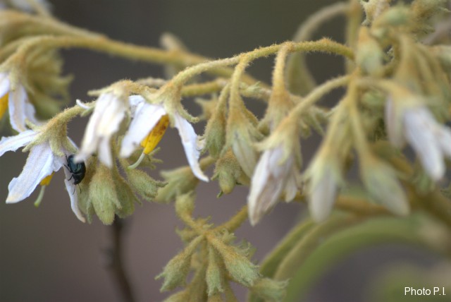 Plantas e arbustos com inflorescência de cor branca