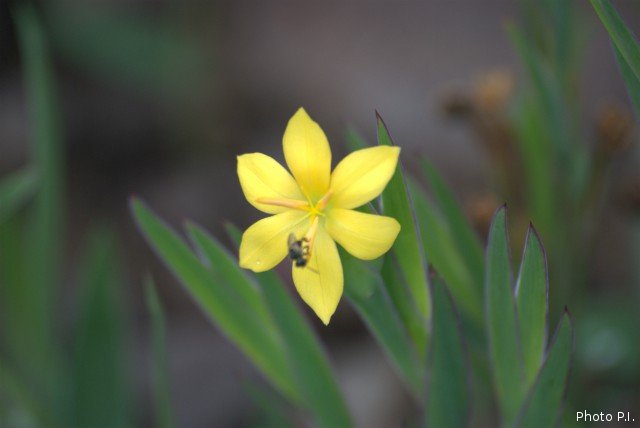 Plants with yellow and golden bloom