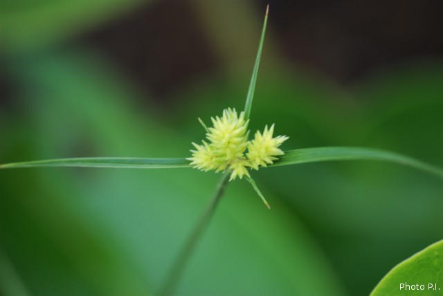 ALTFLGRASSY