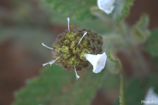 Plants with white bloom