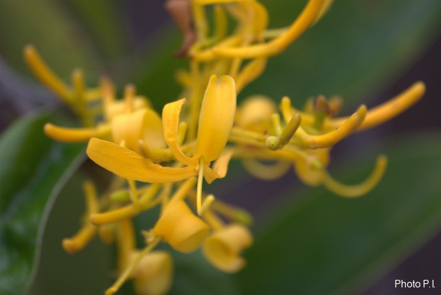 Plants with yellow and golden bloom