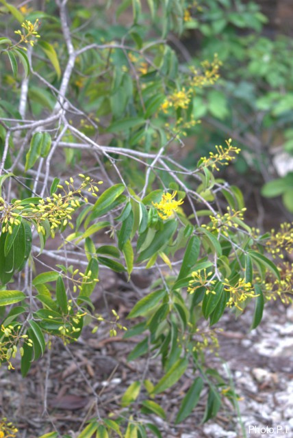 Plants with yellow and golden bloom