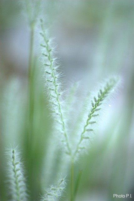 ALTFLGRASSY
