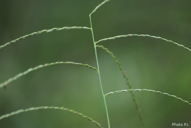 ALTFLGRASSY