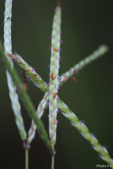 ALTFLGRASSY