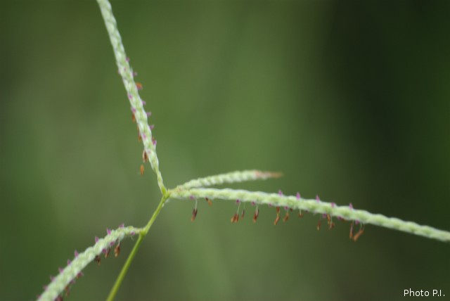 ALTFLGRASSY
