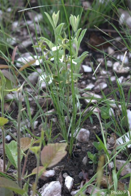 Plantas e arbustos com inflorescência de cor branca