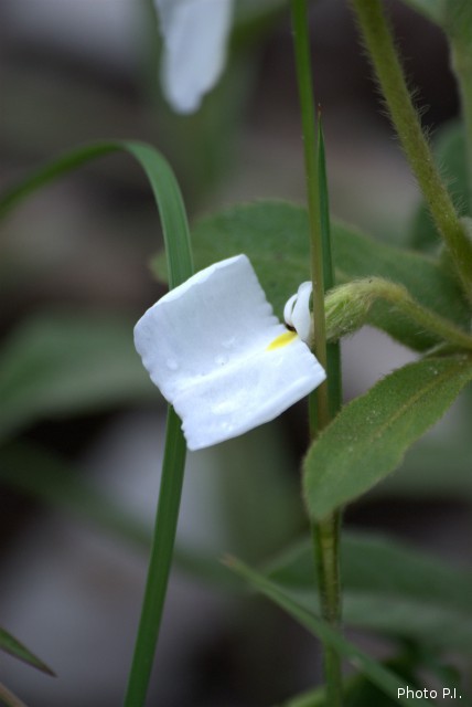 Plantas e arbustos com inflorescência de cor branca
